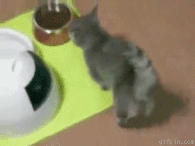 cica.gif