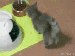 cica.gif