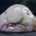 hlavo.jpg